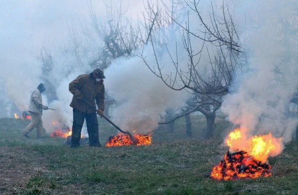 Как защитить сад от возвратных заморозков в Иркутской области: дым, полив, укрытие Как защитить сад от возвратных заморозков в Иркутской области: дым, полив, укрытие