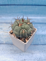 Gymnocalycium Pflanzii (Гимнокалициум)