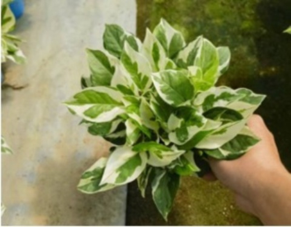 Эпипремнум Silver Pothos д.11