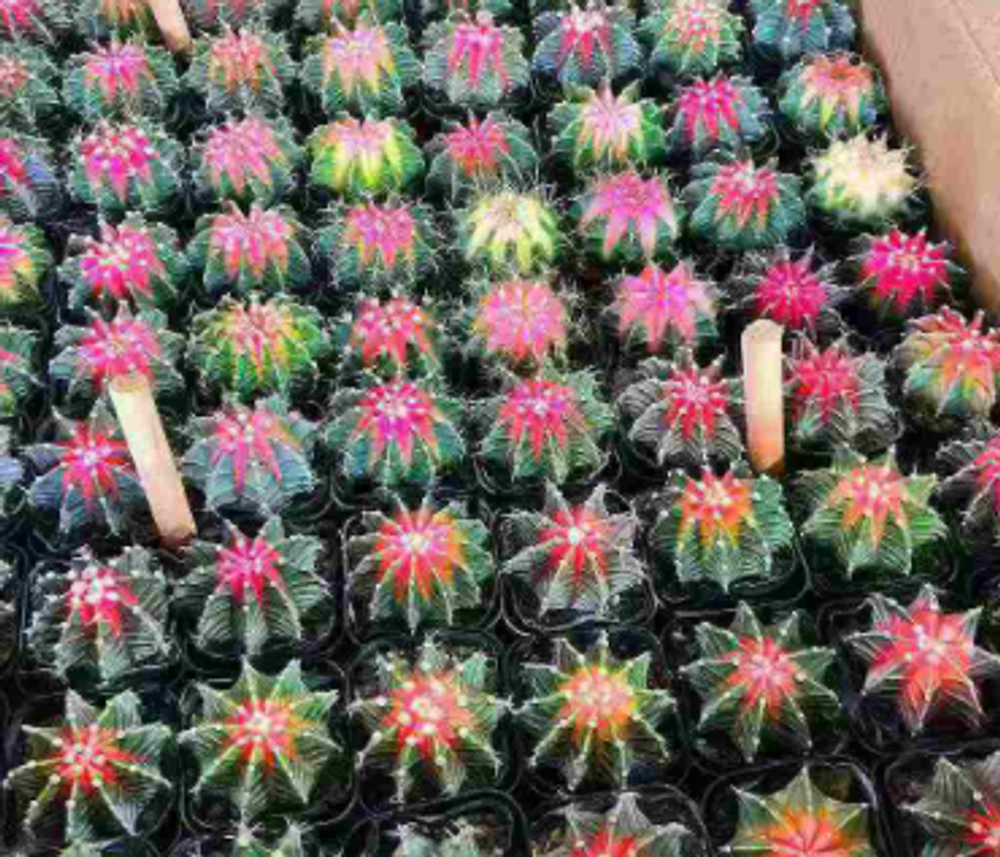 Кактус super mix д.10