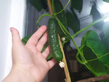 СТАНТОР F1 семена огурца (Nunhems | Alexagro)