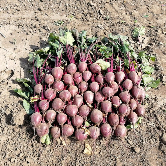 Детройт семена свеклы (Sakata / Саката) – фото 6