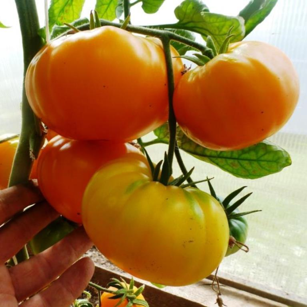 Помидоры Азоюшка — Azoychka