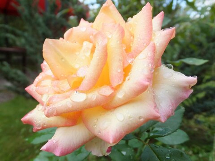 Роза чайно-гибридная  Амбианс