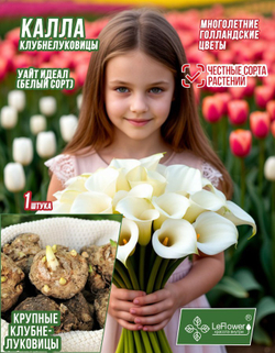 Калла, Клубнелуковица, Уайт Идеал, 1 шт.