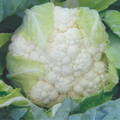 Кастор F1 семена капусты цветной (Sakata / Саката)