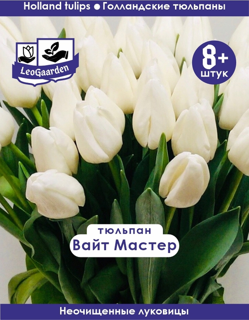 Тюльпан Луковица, Вайт Мастер, 8+ шт
