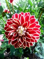 Георгин декоративный Максим