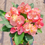 Эуфорбия Миля SIAM PINK