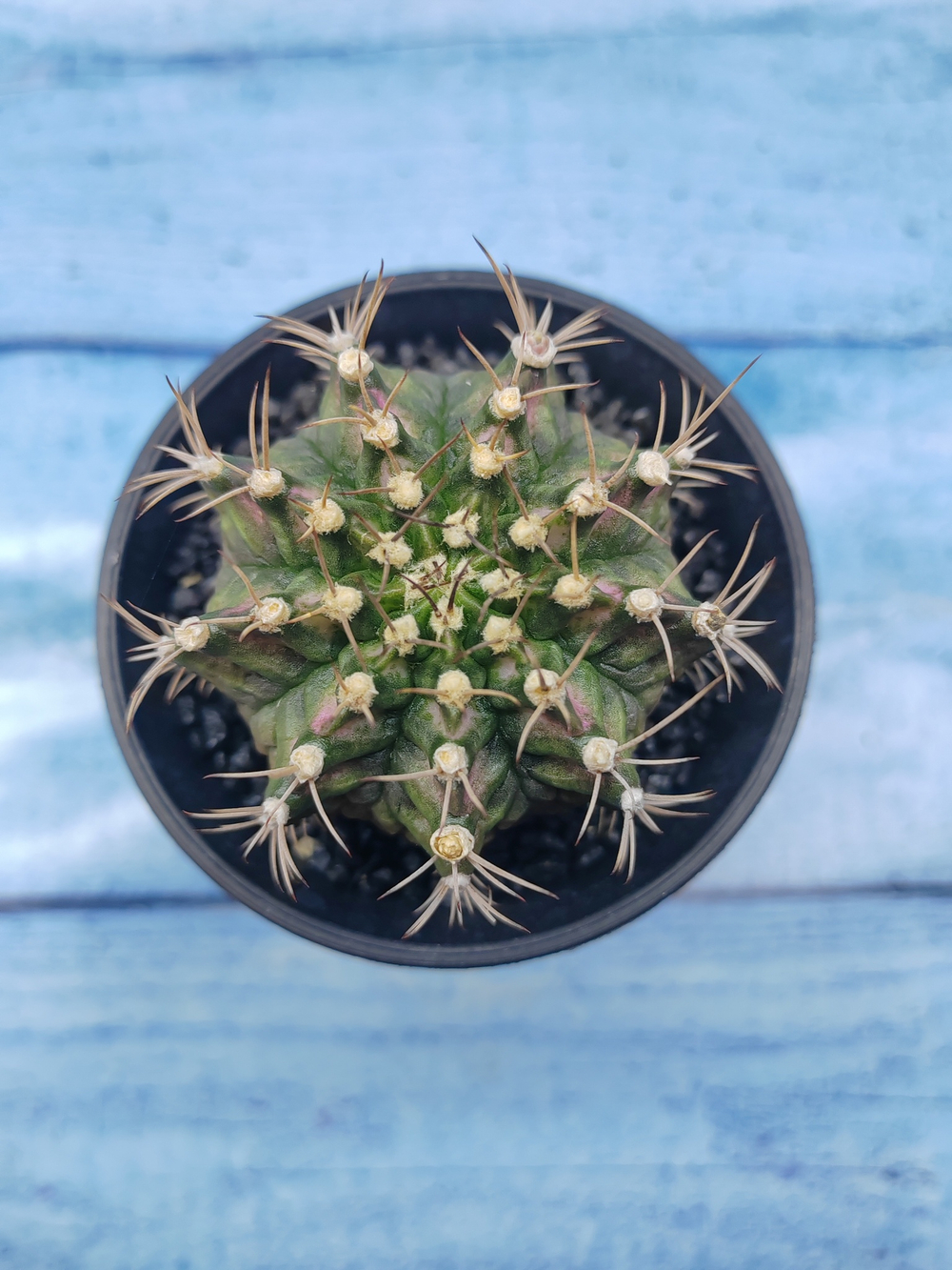 Gymnocalycium T-Rex Pink hybride (Гимнокалициум T-rex)