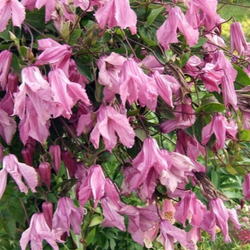 Клематис ботанический Алёнушка (горшок 2л)