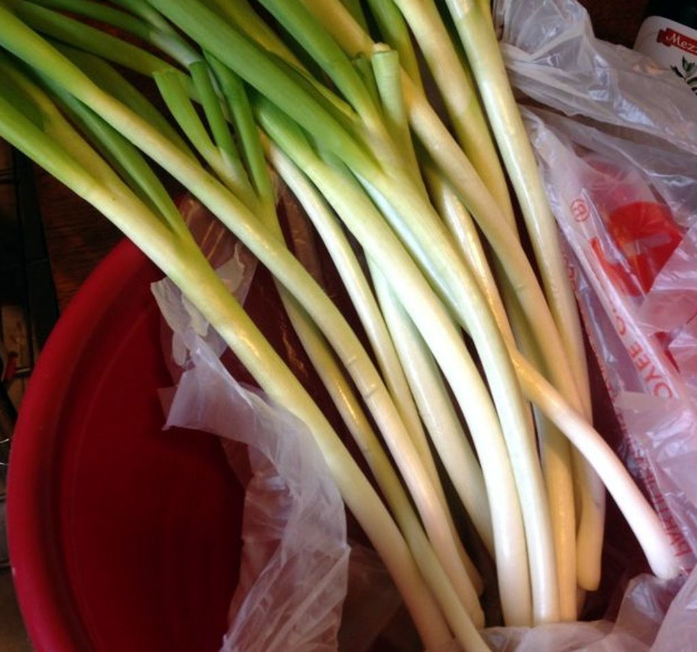Лук На Зелень - Spring Onion