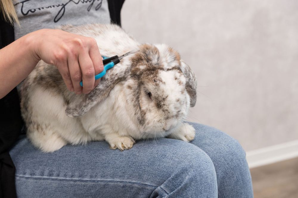 Ножницы для стрижки Trixie, 9.5 см