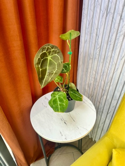 Антуриум Форгетти, D12см Н35см, 1шт, Urban Jungle