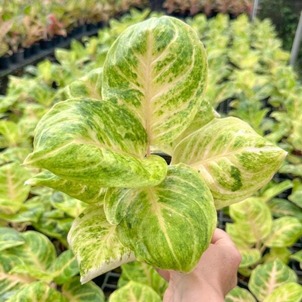 Аглаонема GOLDEN COIN