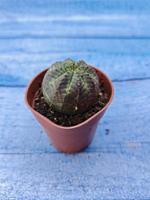 Euphorbia Obesa (Эуфорбия)