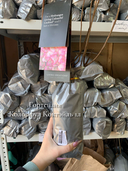 Гортензия метельчатая Колорфул Коктейл Р9 Закупка М59 апрель 2026