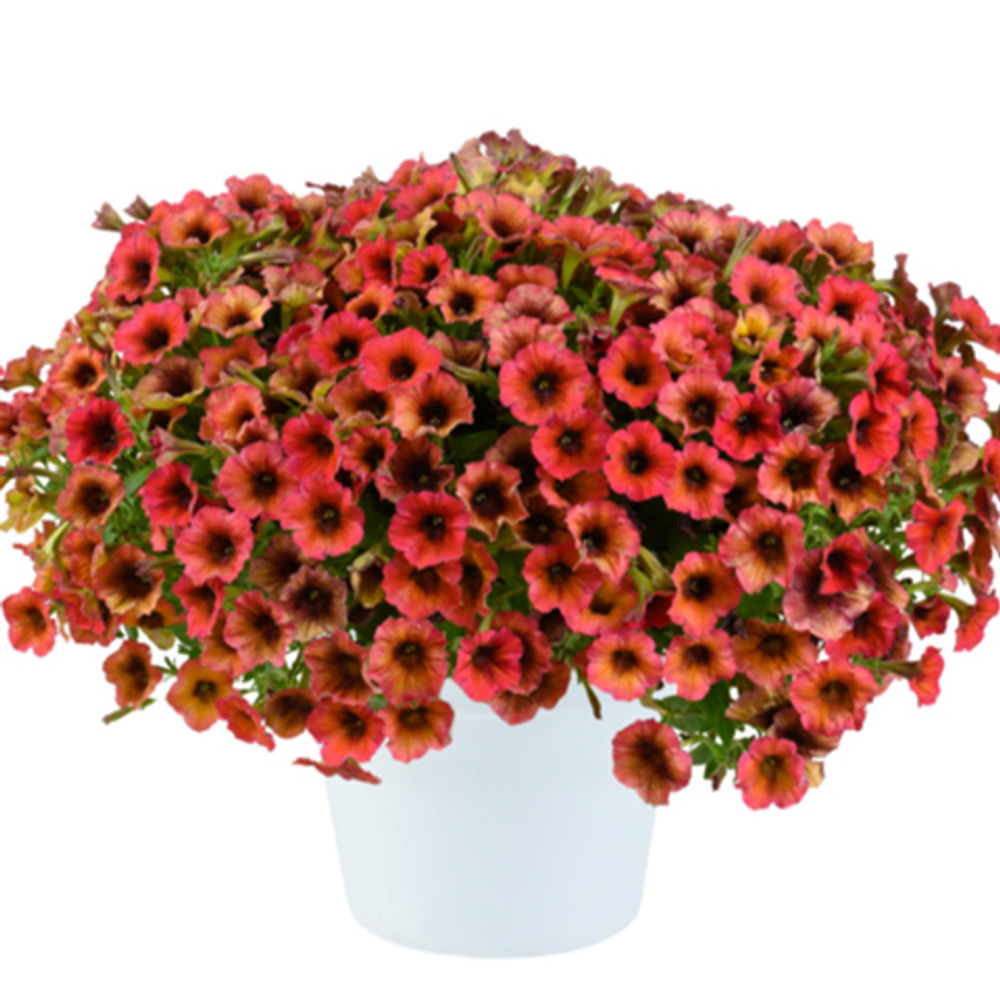 Петуния CASCADIAS ARIZONA SKY