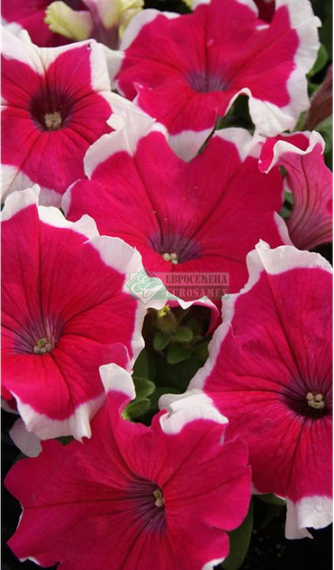 Петуния LIMBO GP ROSE PICOTEE (Драже)