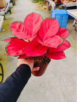 Аглаонема Red Coral д.12