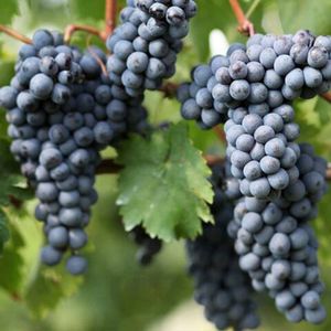 Рондинелла (Rondinella) - черный сорт винограда