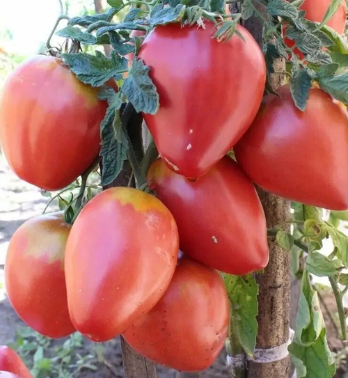 Розовый мёд