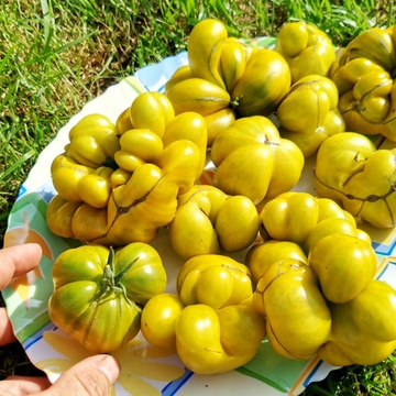 Помидоры - Второй Фила - Phil's Two Tomato