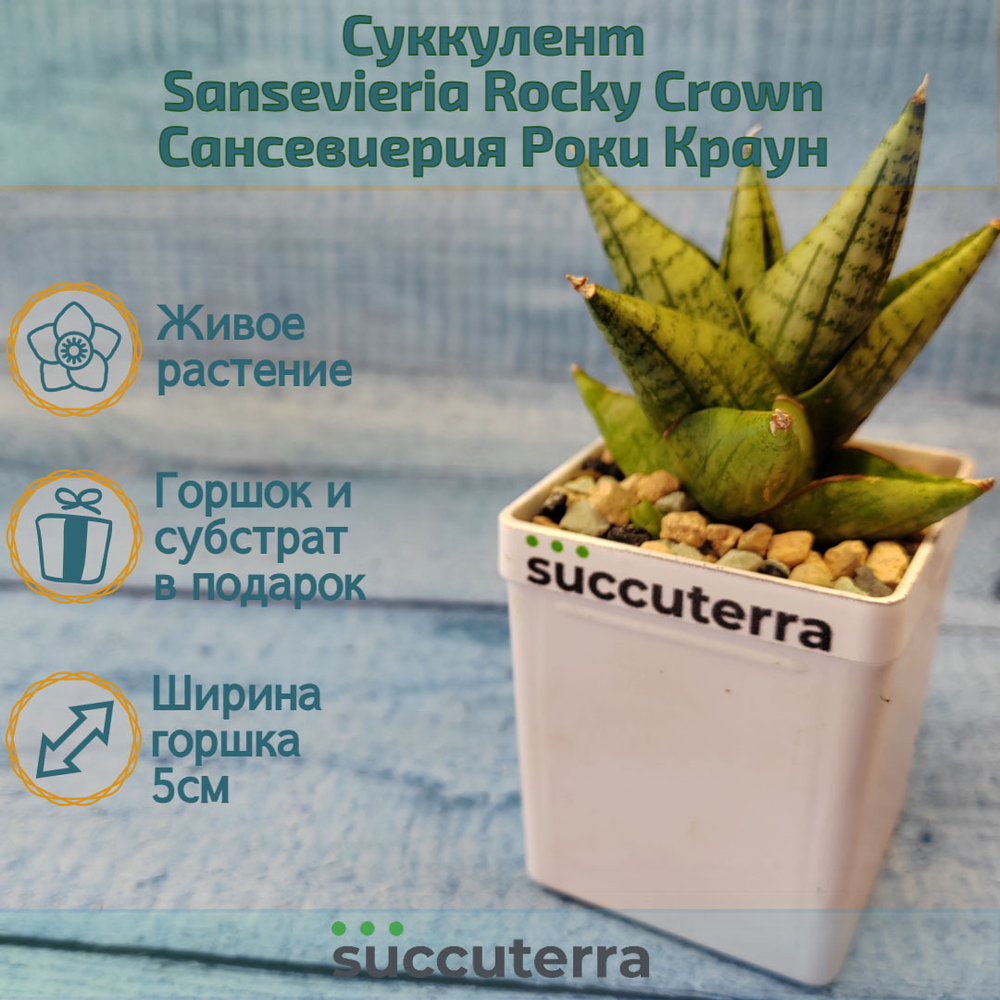Sansevieria Rocky Crown (Сансевиерия)