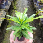 Кротон TRI CHOMPHU