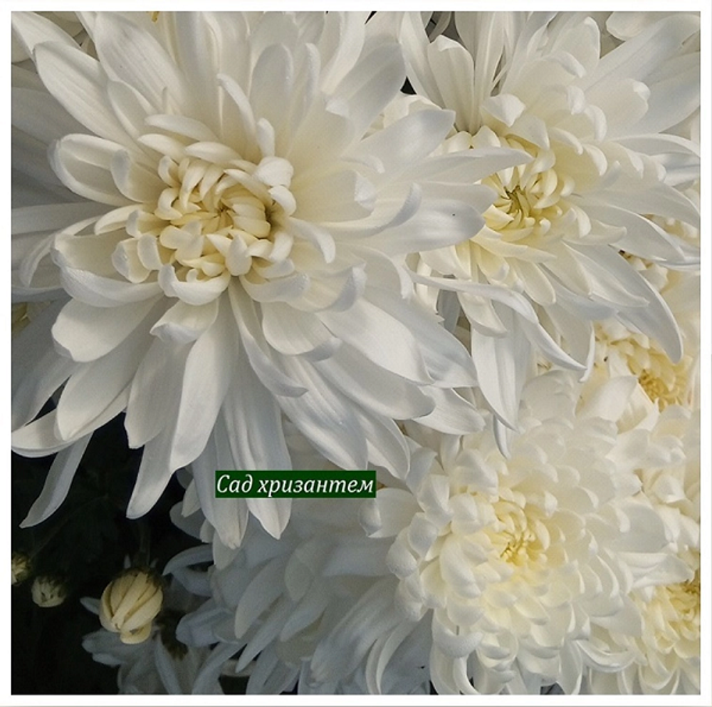 Хризантема крупноцветковая Calabria white ☘🌻 к.71 (нет в наличии)