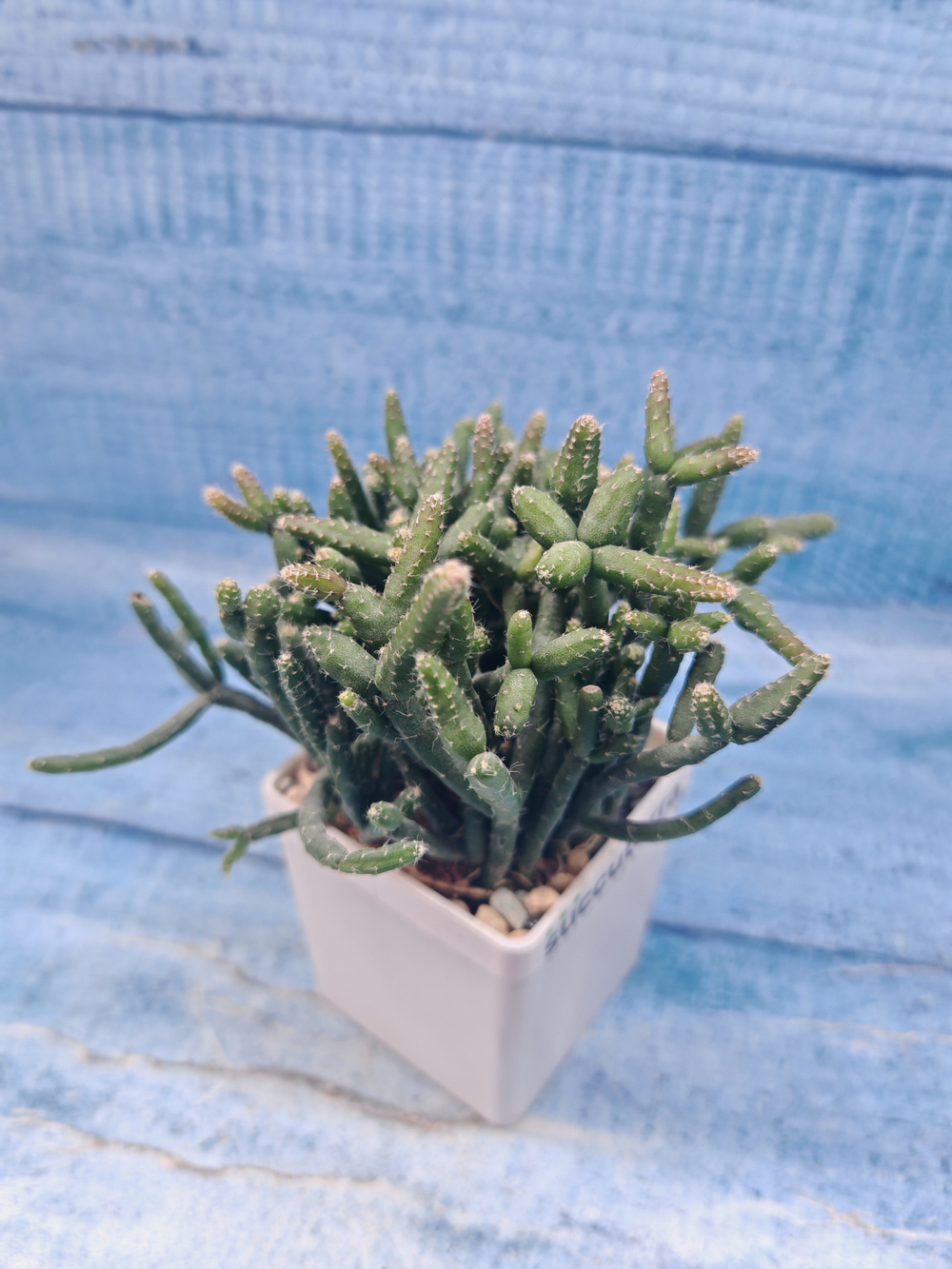 Rhipsalis Burchellii (Рипсалис)