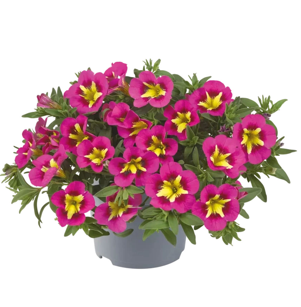Калибрахоа Cabaret Early Bumble Bee Hot Pink