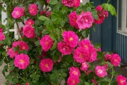 Роза канадская Уильям Баффин С4 Закупка М43 июнь 2026