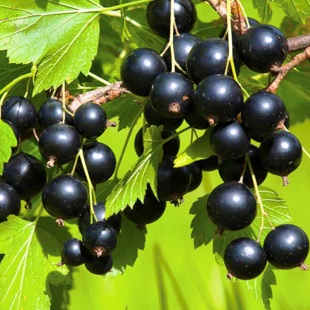 Смородина Атлант черная