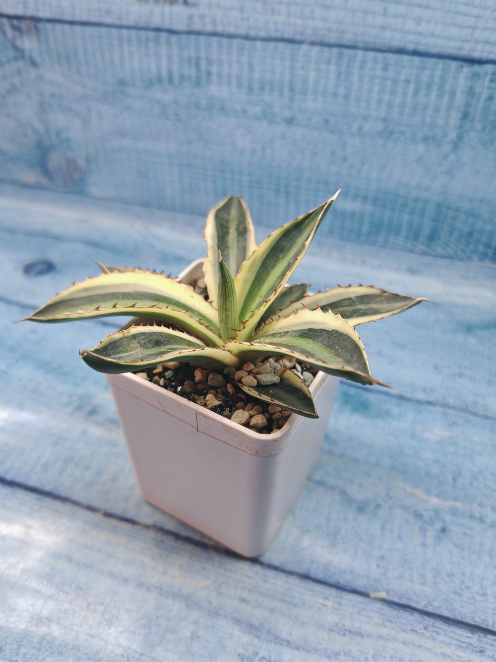Agave Americana Mediopicta (Агава)