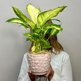 Комнатное растение Диффенбахия