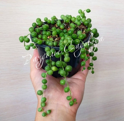 Крестовник Роули