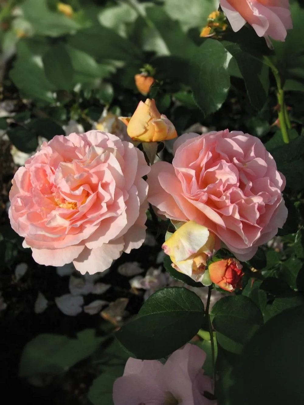 Роза флорибунда Зангерхаузер Юбиляумсрозе