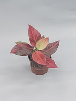 Аглаонема Ред Вайн 10/20