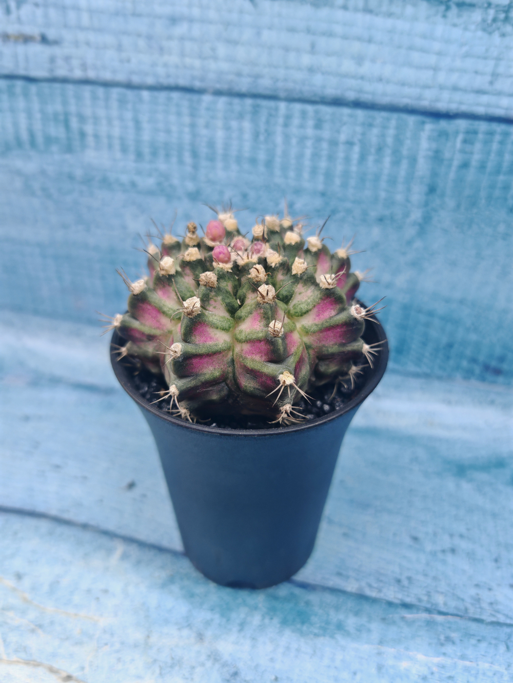 Gymnocalycium T-Rex Pink hybrid (Гимнокалициум T-rex)