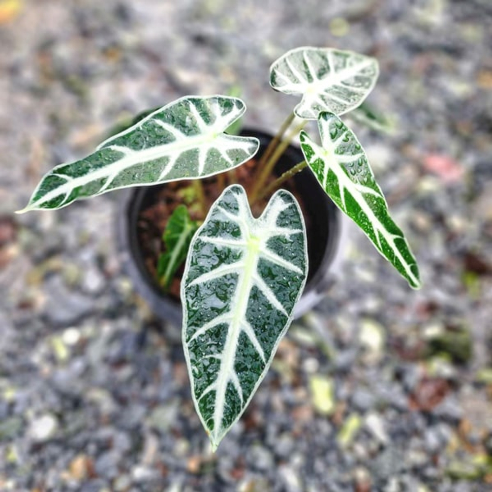 Алоказия BAMBINO