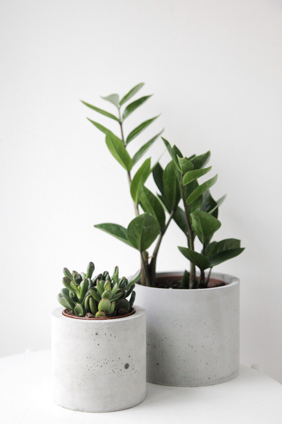 Набор растения+кашпо "Денежная энергия"