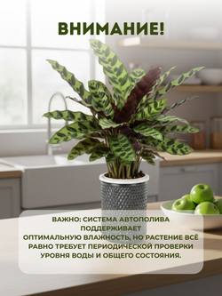 Калатея Leopard Pattern д.11