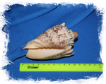 Ракушка морская декоративная Cymbiola imperialis