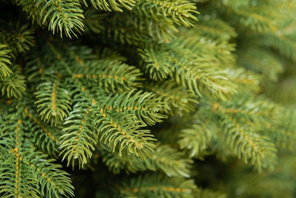 Елка с гирляндой «Эрмитажная» (Литая хвоя) 180 см / 1,8 м