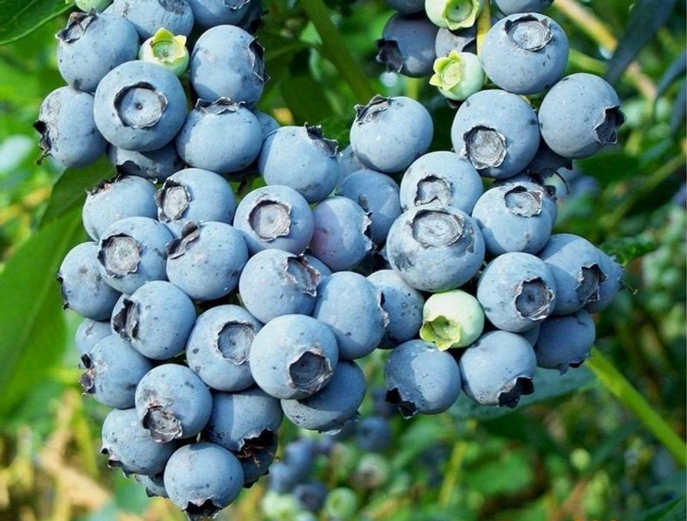 Голубика Эрли Блю / Early Blue