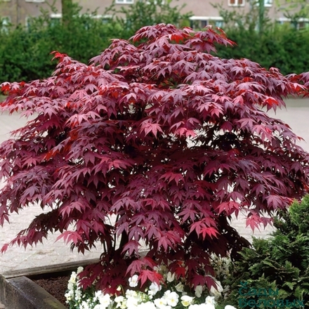 Клён веерный "Atropurpureum"