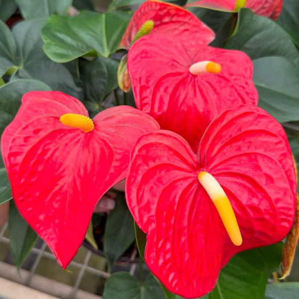 Антуриум Андре ICON RED