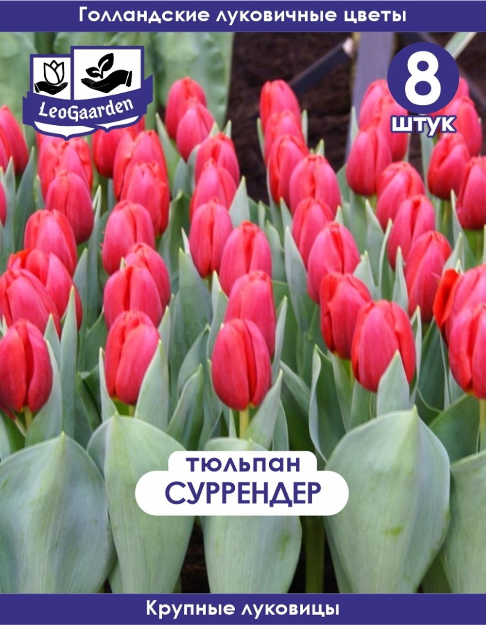Луковичные цветы Тюльпан, суррендер, 8шт крупные