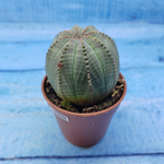 Euphorbia Obesa (Эуфорбия)